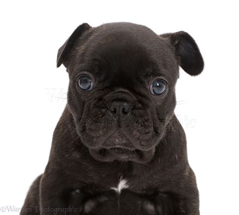 French Bulldog Puppy 5 Weeks Old Photo Wp43364