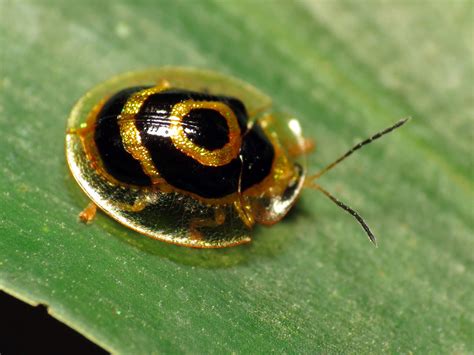 Golden Tortoise Beetle A Photo On Flickriver