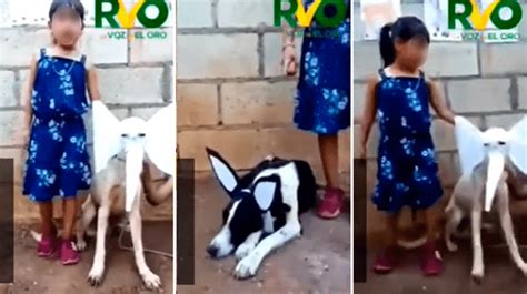 TikTok viral niña disfraza a sus 2 perritos para narrar un cuento y