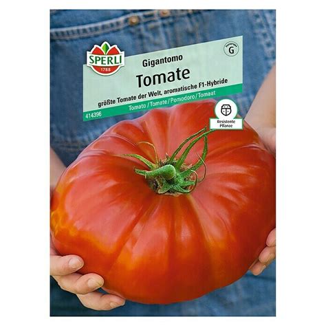 Sperli Gem Sesamen Tomate Gigantomo Solanum Lycopersicum Erntezeit