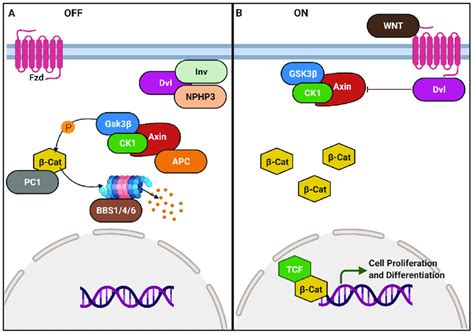 Canonical Wingless Integrated Wnt Signalling Pathway A In The