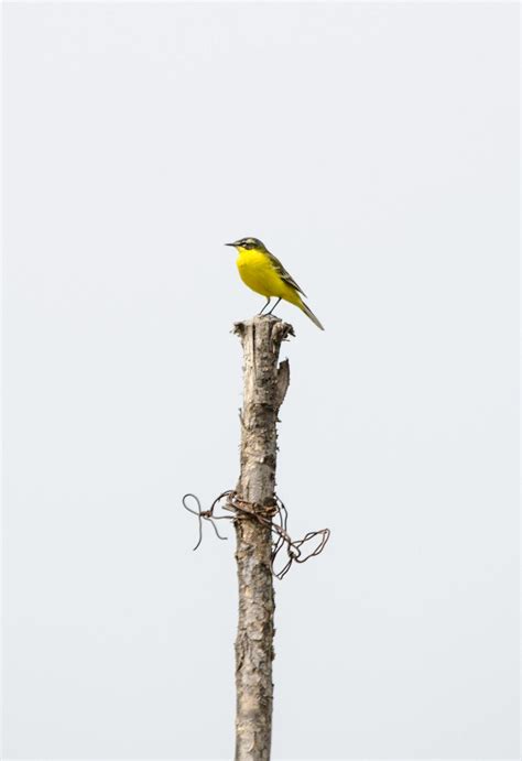 Wagtail Photos, Download The BEST Free Wagtail Stock Photos & HD Images