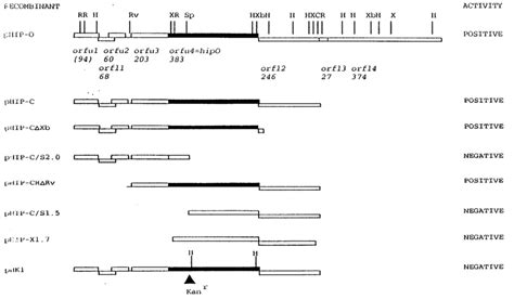 Restriction Enzyme Map Of Recombinant Plasmid Phip O Potential Open