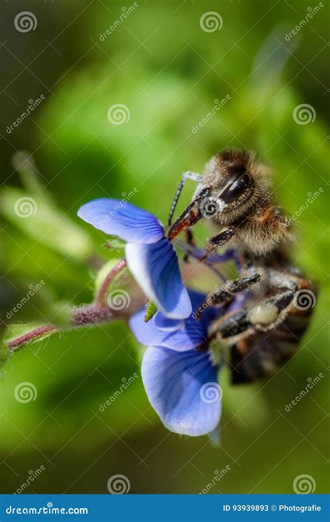 Abeja En Una Flor Azul Que Recoge El Polen Y Que Recolecta El N Ctar A