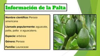 Cultivo De Palta PPT