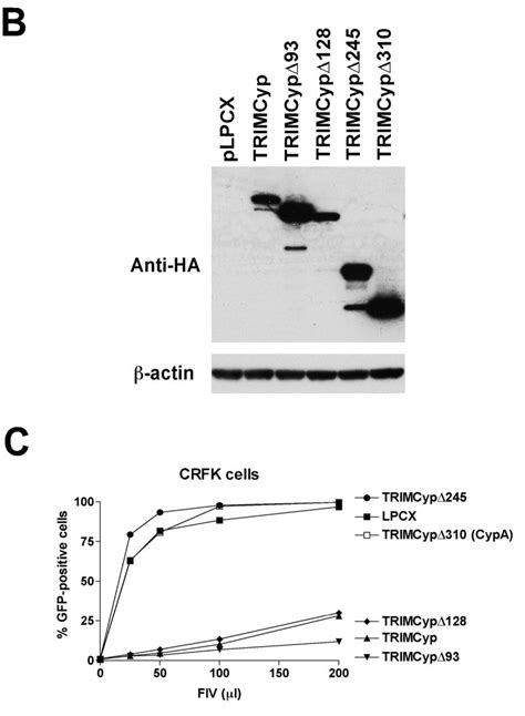 Comparative Requirements For The Restriction Of Retrovirus Infection By