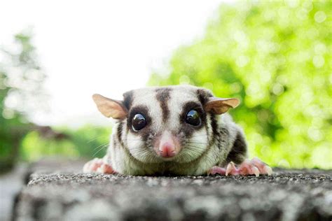 Australia Is Home to Some Seriously Strange-Looking Animals – Fodors ...