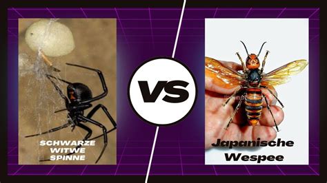 Insektenkriege Schwarze Witwe Spinne Vs Japanische Wespe Wird Jetzt