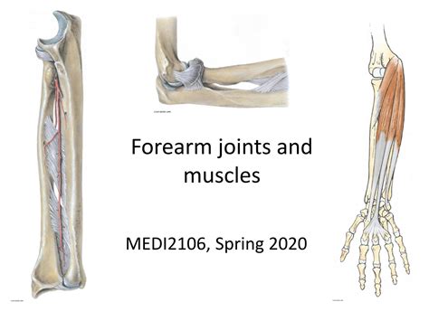 Solution Elbow Joint Cubital Fossa Forearm Anatomy Studypool