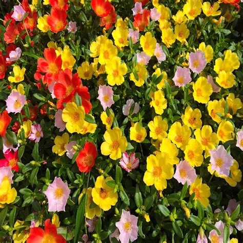 Portulaca Grandiflora Double Mix Moss Rose Budget Seeds