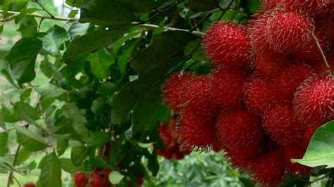 Rambutan Fruta Para Que Serve Valor Nutricional Benef Cios E