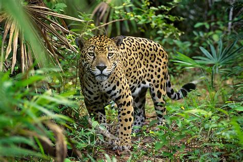 Big Cat Jaguar Panthera Onca In Rainforest Jungle Tom Pat Leeson