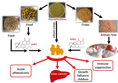 Metabolism Of Aflatoxinb A Natural Contaminant In Poultry Benison