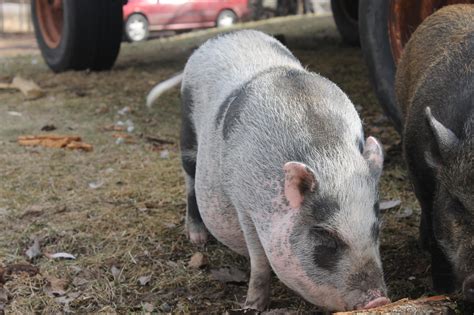 Basic Information Sheet Miniature Pig Lafebervet