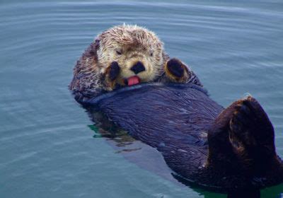 Sea Otter Fun Facts National Marine Sanctuary Foundation