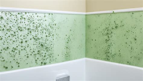 Mold Prevention Strategies In Sanford Pro Tips