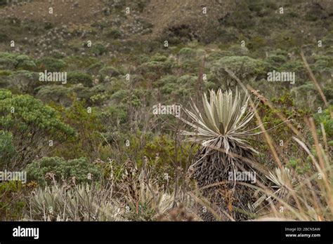 Chingaza National Natural Park Colombia Moor Landscape Vegetation