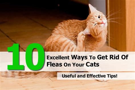 10 Excellent Ways To Get Rid Of Fleas On Your Cats