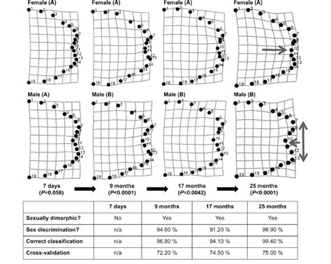 Thin Plate Spline Deformation Grids Illustrating The Sexual Dimorphism Download Scientific