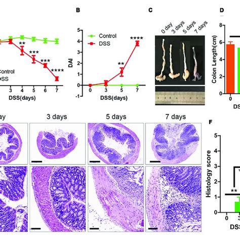 The Symptoms Of Dextran Sulfate Sodium Dss Induced Colitis Were