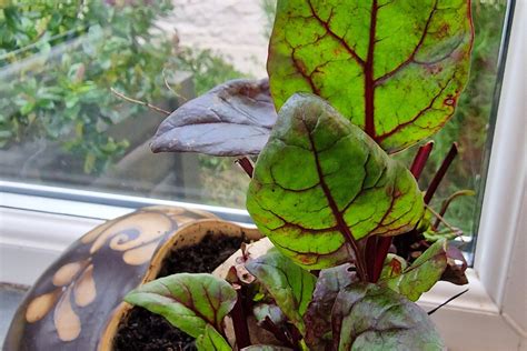 5 Ideas For Wonderful Windowsill Veg Gardens Amateur Gardening