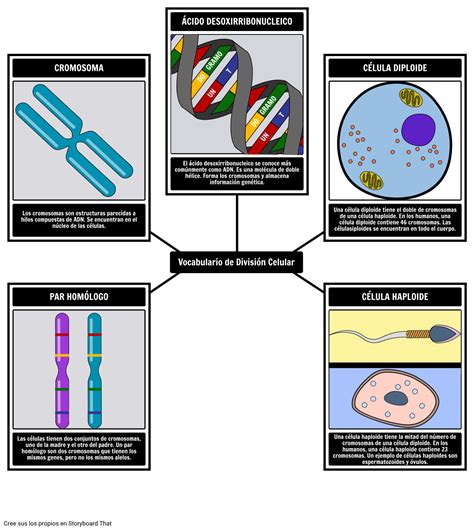 Vocabulario De Divisi N Celular Biolog A Y T Rminos Clave