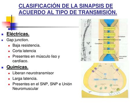 PPT CONDUCCIÓN Y TRANSMISIÓN DEL POTENCIAL DE ACCIÓN PowerPoint