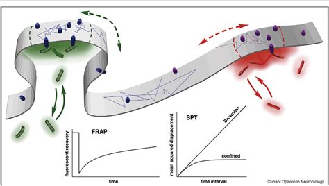 Figure 1 from Molecular dynamics of postsynaptic receptors and scaffold ...