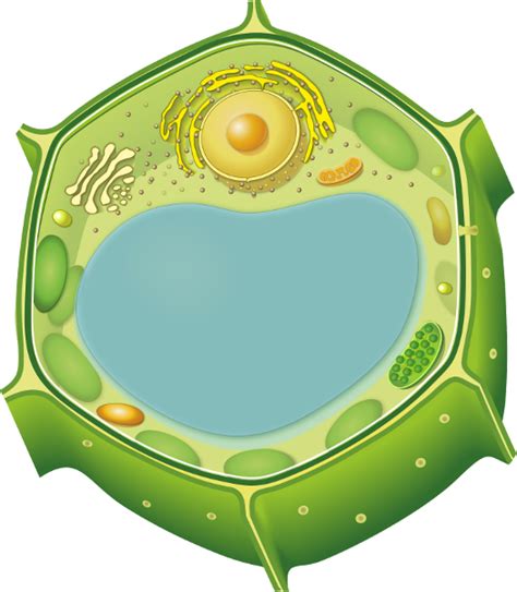 Plant Cell Without Labels