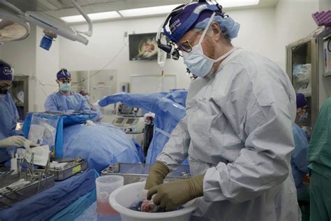 NYU surgeons claim advance in transplant of pig kidney to a human - The ...