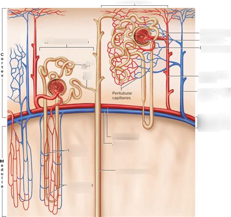 Nephron Diagram Quizlet