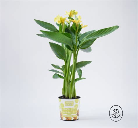 Canna Lily - Dewar Nurseries