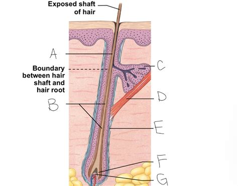 Exposed shaft of hair Diagram | Quizlet