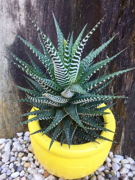 Haworthia Attenuata Broad Bands Planting Succulents Succulent