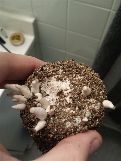 Probable Aborts And Questions Mushroom Cultivation Shroomery