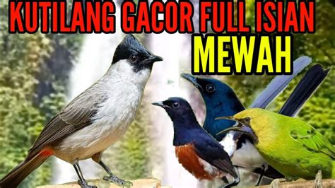 Kutilang Gacor Full Isian Mewah Masteran Kutilang Terbaik YouTube