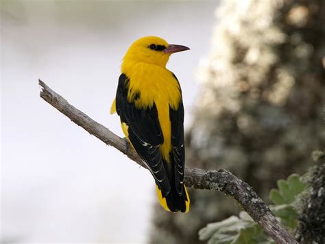 Golden Oriole Bird Facts Oriolus Oriolus Birdfact