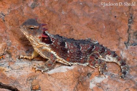 Horned Lizard Species of North America - Horned Lizard Conservation Society