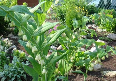 Купена, посадка и уход. купена в открытом грунте: посадка, уход и фото