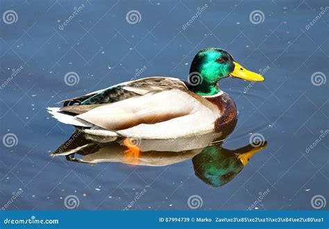 Duck stock image. Image of water, duck, ducks, mallard - 87994739