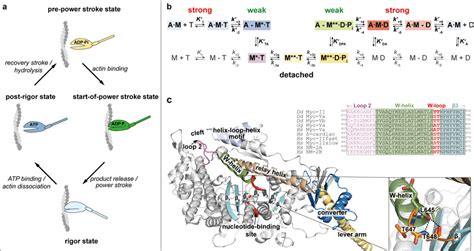 The Actomyosin Atpase Cycle And Structural Features Of The Myosin Motor