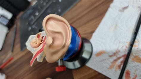 3D printable Ear Anatomy parts・Cults