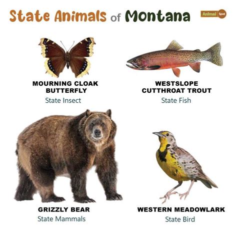 List of Animals That Live in Montana (With Pictures)