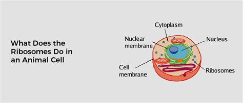 What Does the Ribosomes Do in an Animal Cell