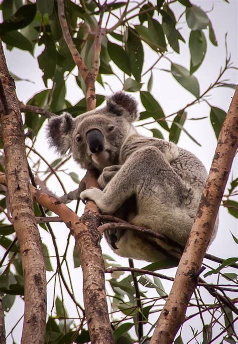 Koala Bear Australia Free Photo On Pixabay Pixabay