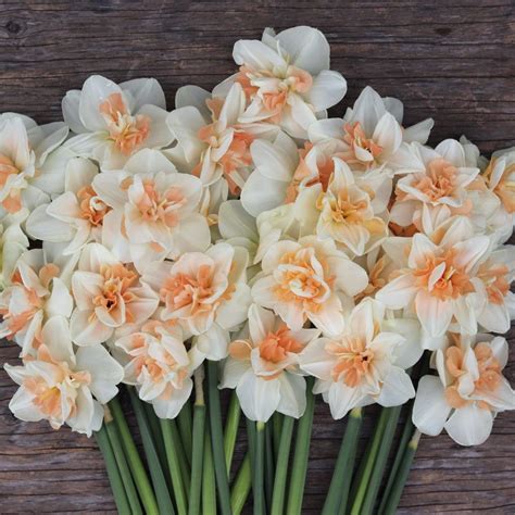 Narcissus ‘Delnashaugh’ | Narcissus, Cut flower garden, Narcissus bulbs