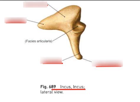 Ossicle Incus Diagram Quizlet