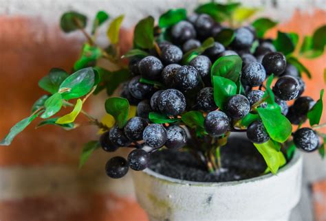 8 Tips For Growing Blueberries In Pots Backyard Boss