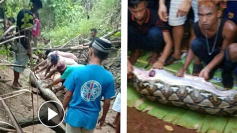 Viral Video Ular Piton Sepanjang 8 Meter Telan Anak Sapi Warga Penggal