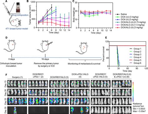 Localized Chemoimmunotherapy To Treat Orthotopic Breast Tumors A Download Scientific Diagram